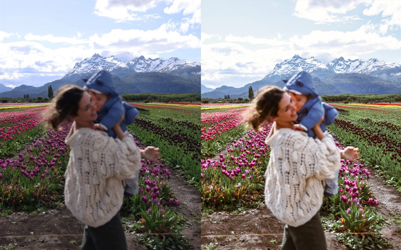 Antes y después de una foto en un campo de tulipanes